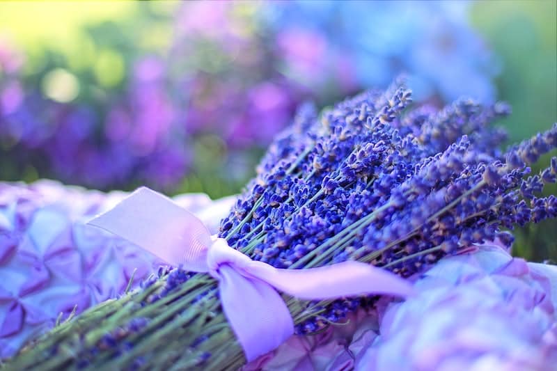 What Are Lavender's Potential Health Benefits?